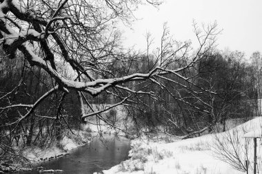 Karda uzanan yaşlı bir ağacın dalına karşılık nehir olan bir orman parkı alanı. Kış manzarası. Siyah beyaz görüntü. Kare kare.