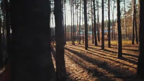 Młoda kobieta biegająca po szlaku w jesiennym lesie o wschodzie słońca. Zwolniony ruch 4k — Wideo stockowe