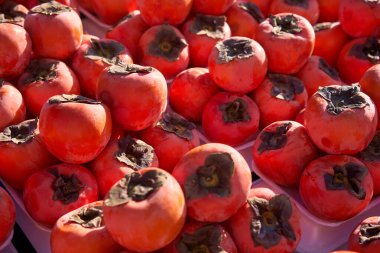 Antalya 'da Türk hurmalarını kapat