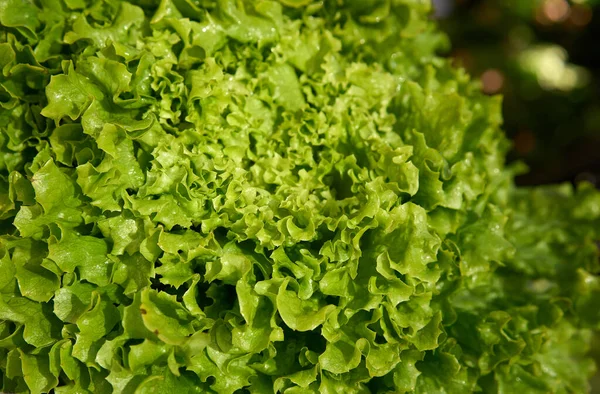 Huvud av grön färsk sallad med rot. Friska kostkoncept, selektivt fokus. — Stockfoto