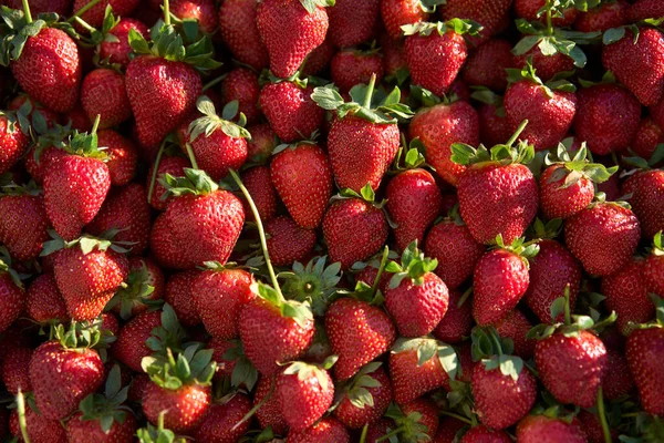 Sfondo fresco di fragola. Fragole fresche biologiche — Foto Stock