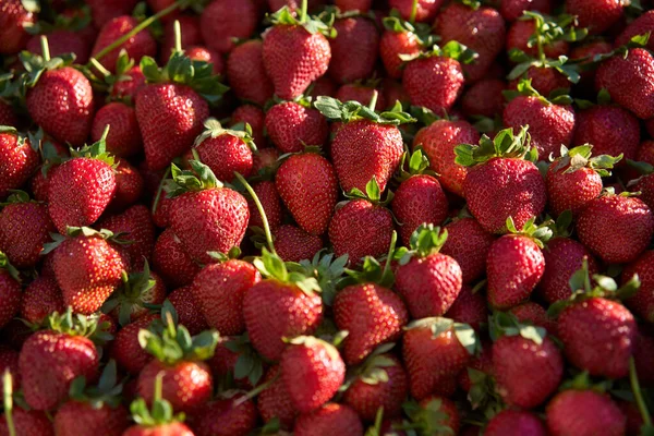 Fondo de fresa fresca. Fresas orgánicas frescas — Foto de Stock