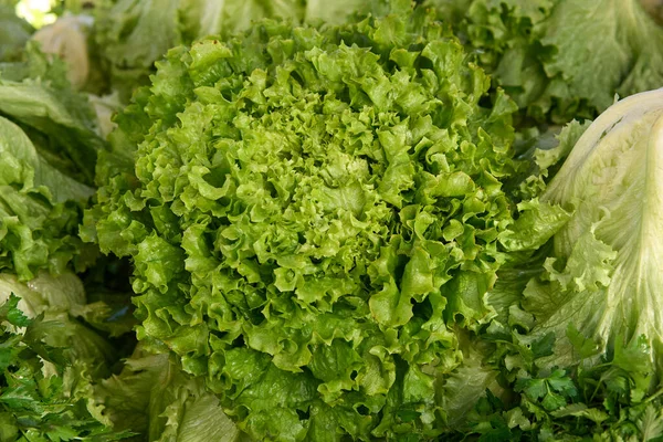 Cabeça de salada fresca verde com raiz. Conceito de alimentação saudável, foco seletivo. — Fotografia de Stock