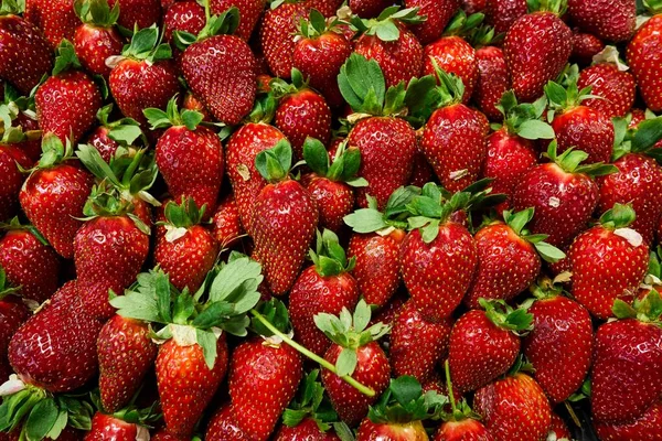 Morangos na bancada do mercado — Fotografia de Stock