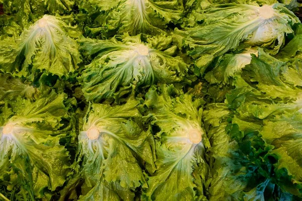 시장에 다양 한 색깔의 다양 한 야채가 있는 싱싱 한 녹색 샐러드 잎 — 스톡 사진