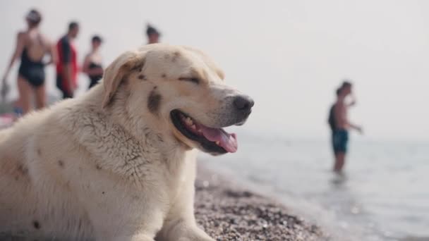 Cão Salpicando Mar Cão Foi Para Mar Por Causa Tempo — Vídeo de Stock