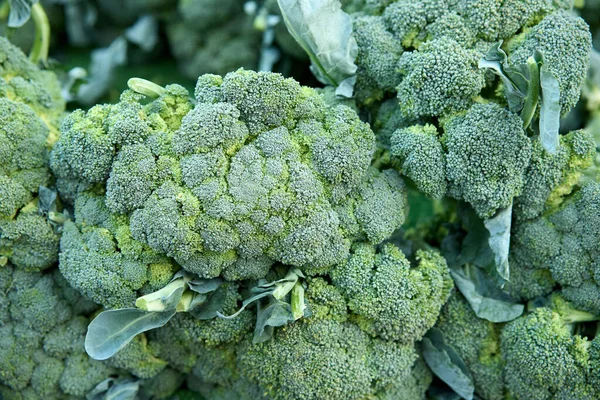 Broccoli Pile Market High Quality Photo — Zdjęcie stockowe