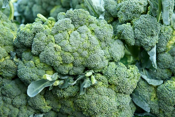 Broccoli Pile Market High Quality Photo — Zdjęcie stockowe