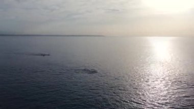 Açık deniz yüzüşü. Denizde yüzen açık deniz. Yüksek kalite 4k görüntü