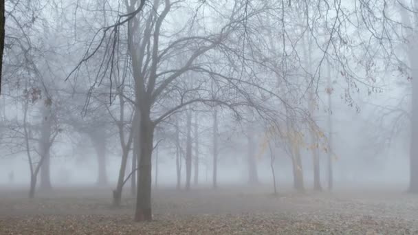 Epische mistige mistige bos park in de herfst, vreemd en beledigend — Stockvideo