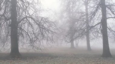 Sonbaharda sisli orman parkı, tuhaf, korkunç ve karışık.
