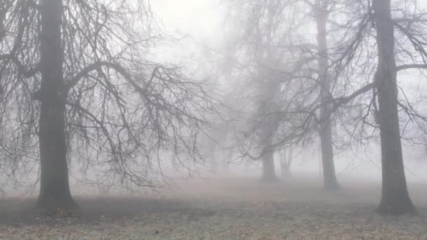 Туманный туманный лесопарк осенью, странный, ужас и заблуждение — стоковое видео
