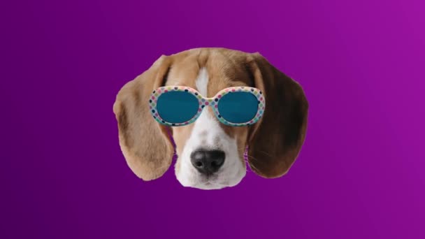 Funny contemporary art animated collage with dog beagle and flowers, violet background — Stock Video