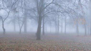 Sonbaharda destansı sisli orman parkı, tuhaf, dehşet ve kargaşa