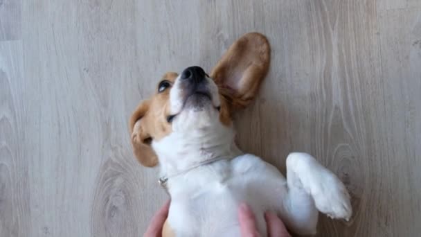 Divertente adorabile cane beagle con le mani maschili, sparato dall'alto. Amore animale domestico — Video Stock