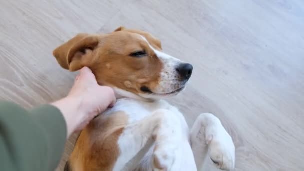 Primer plano de perro beagle y manos de mujer tocando y masajeando su cabeza con amor. Amistad y relación entre el animal como mascota y las personas. — Vídeo de stock