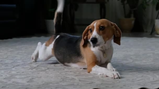 Divertido perro beagle estirándose sobre una alfombra, bostezando y mintiendo — Vídeo de stock