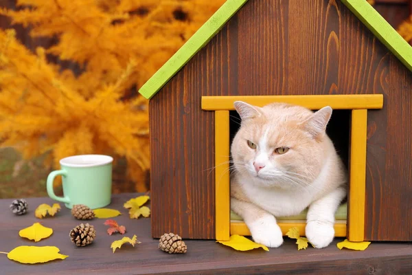 A red cat sits in pet house among foliage and pinecones near mug of tea on a wooden bench on the background of autumn larch. Concept of autumn and cozy.