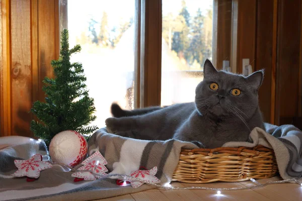 고양이는 플라스미드가 바구니에 풍경을 배경으로 크리스마스 장식이 — 스톡 사진
