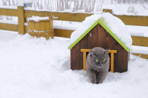 在冬季的风景中 一只灰色的猫靠着黄色的栅栏和木桶坐在宠物屋里 — 图库照片