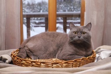 Pencerenin önündeki hasır sepette oturan gri bir kedi kış manzarasının arka planında.