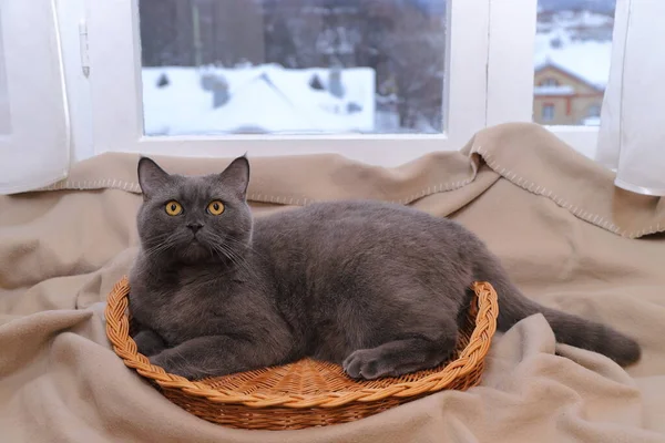 Eine Graue Katze Sitzt Einem Weidenkorb Auf Einem Warmen Plaid — Stockfoto