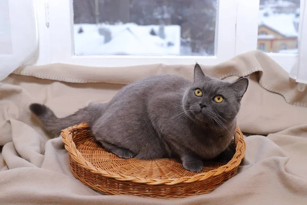 Gray Cat Sits Wicker Basket Warm Plaid Window Background Winter — Stock Photo, Image