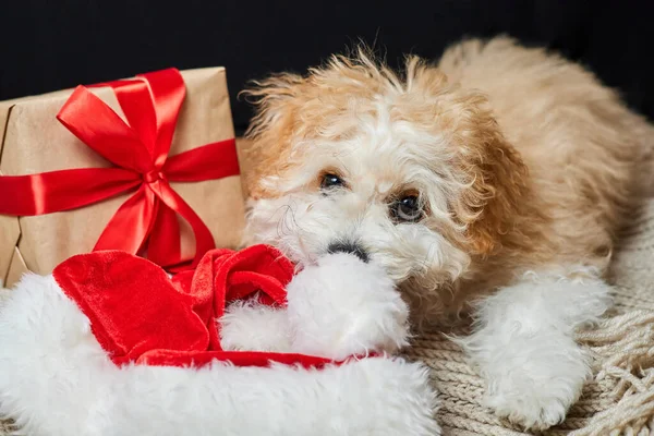 Maltipoo Kiskutya Rágás Mikulás Kalap Közelében Karácsonyi Ajándék Doboz — Stock Fotó