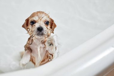 Banyoda banyo yaparken ıslak Maltipoo köpeği. Yakın çekim, seçici odaklanma