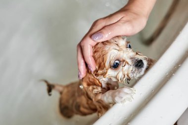 Banyoda banyo yaparken ıslak Maltipoo köpeği. Yakın çekim, seçici odaklanma