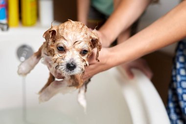 Bir kız tuvalette bir Maltipoo köpeğini yıkıyor. Yakın çekim, seçici odaklanma
