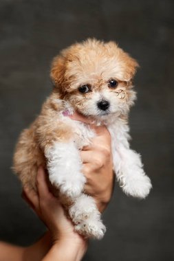 Maltipoo puppy. Adorable Maltese and Poodle mix Puppy in women hands on gray background