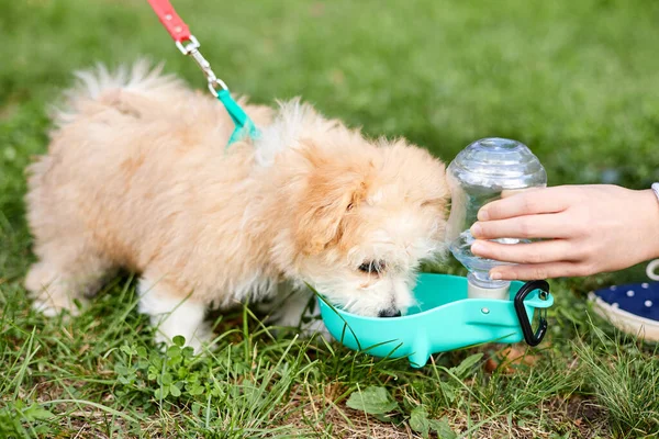 Little Maltipoo puppy drinks water from a road drinking bowl in the green grass