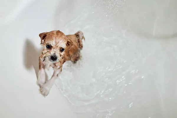Wet Maltipoo Filhote Cachorro Enquanto Tomar Banho Banheiro Close Foco — Fotografia de Stock