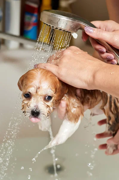 Uma Menina Banha Cachorro Maltipoo Casa Banho Close Foco Seletivo — Fotografia de Stock