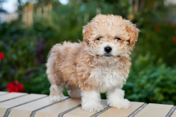 Maltipoo Puppy Stands Brick Fence Garden Background Greenery Close Selective — Photo