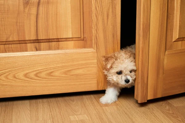 Maltipoo puppy peeking out of the door slot. Close-up, selective focus