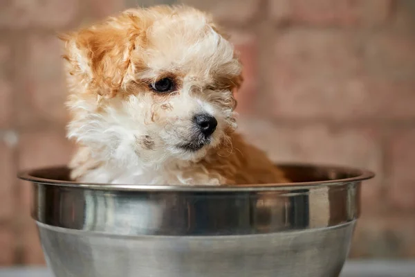 Cachorro Maltipoo Pesa Uma Balança Cozinha Contra Uma Parede Tijolo — Fotografia de Stock