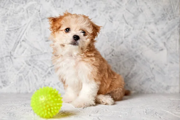 Filhote Cachorro Maltipoo Com Bola Borracha Fundo Cinza Close Foco — Fotografia de Stock