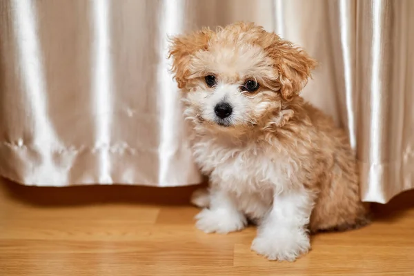 Maltipoo Puppy Sitting Floor Close Selective Focus — Fotografia de Stock