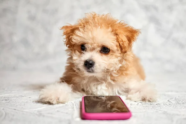 stock image Maltipoo puppy lies near a smartphone on a gray background. Close-up, selective focus