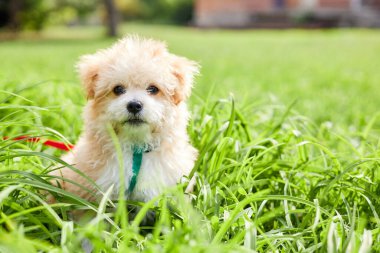 Küçük Maltipoo yavrusu yeşil çimlerde yürüyor.