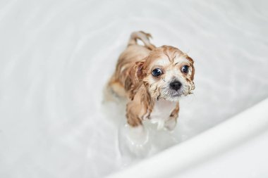 Banyoda banyo yaparken ıslak Maltipoo köpeği. Yakın çekim, seçici odaklanma