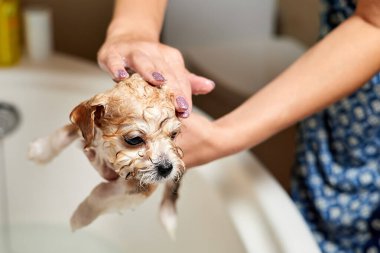Bir kız tuvalette bir Maltipoo köpeğini yıkıyor. Yakın çekim, seçici odaklanma
