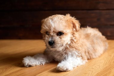 Maltipoo yavrusu. Sevimli Maltese ve Fino karışımı köpek yerde yatıyor.