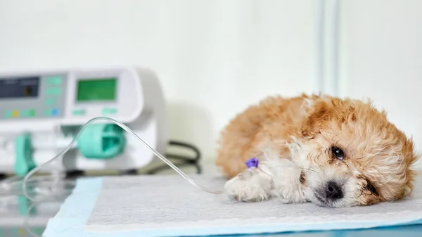 Hastalıklı bir maltipoo yavrusu, bir veterinerlik kliniğinde, patisinde bir kateter bulunan bir masada yatıyor. İlacın Infüzyon pompası kullanılarak iletildiği bir kateter. Yakın çekim, seçici odaklanma