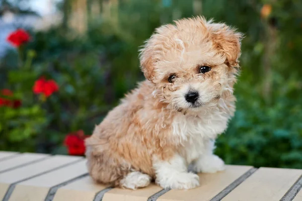Maltipoo Puppy Sits Brick Fence Garden Background Greenery Close Selective — Stock Photo, Image
