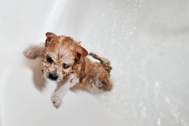 Banyoda banyo yaparken ıslak Maltipoo köpeği. Yakın çekim, seçici odaklanma