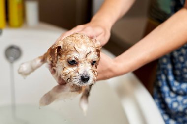 Bir kız tuvalette bir Maltipoo köpeğini yıkıyor. Yakın çekim, seçici odaklanma