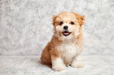 Maltipoo puppy with open mouth on gray background. Close-up, selective focus